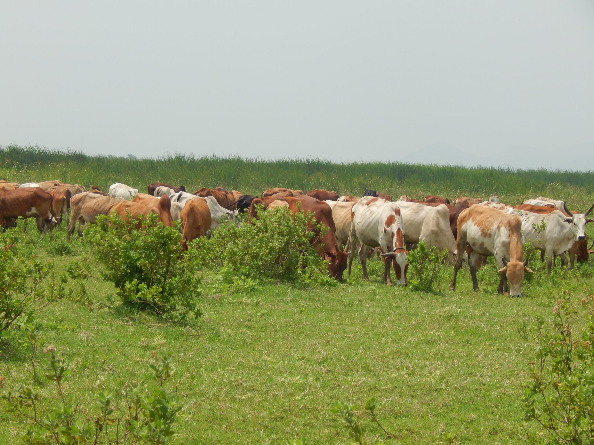 Mara wetland is highly affected by human activities — mainly deforestation and crop farming