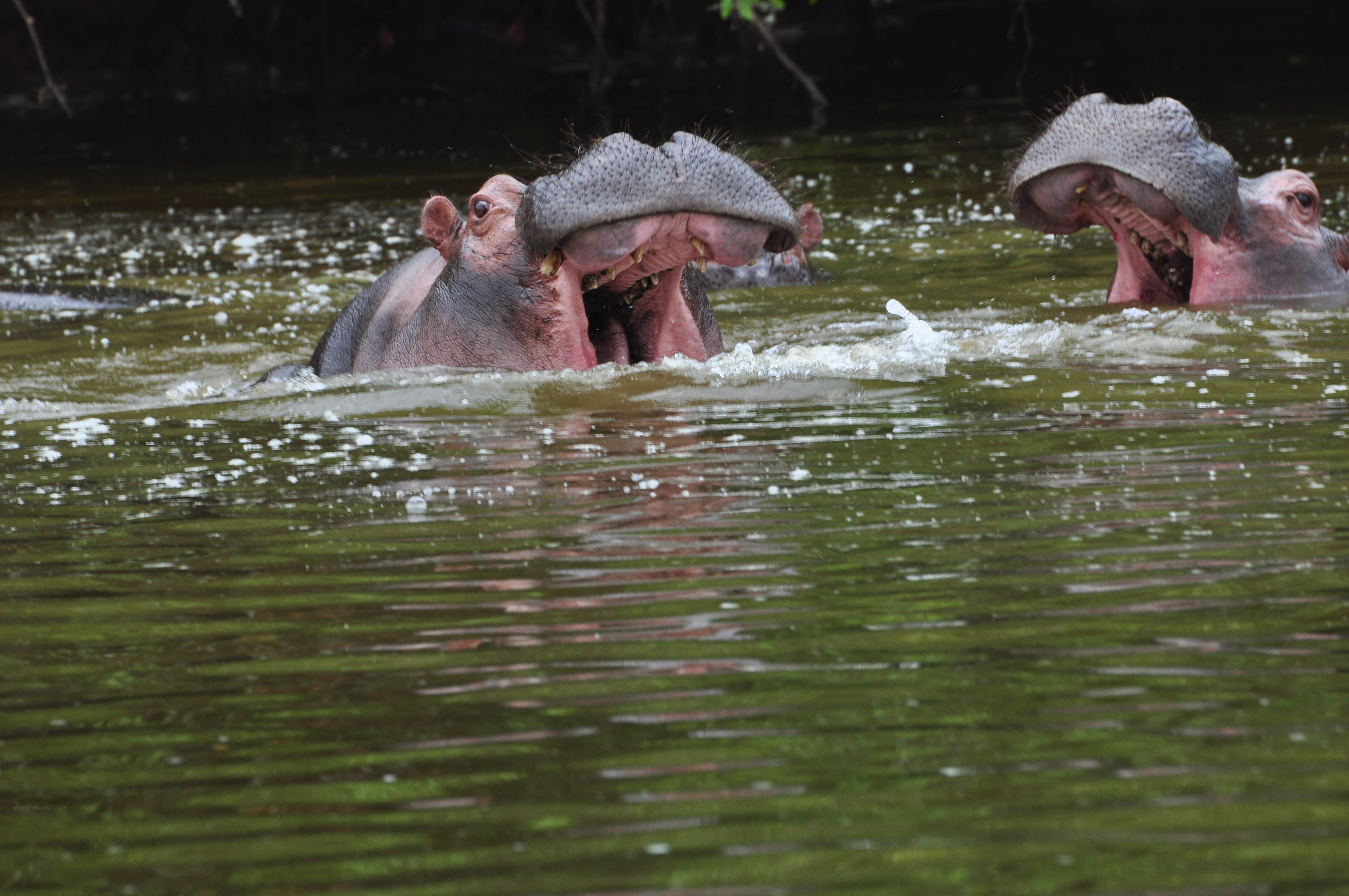 Water Is Life and Vital For the Survival of All Creatures on the Earth