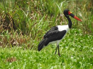 A bird walking into the wetland