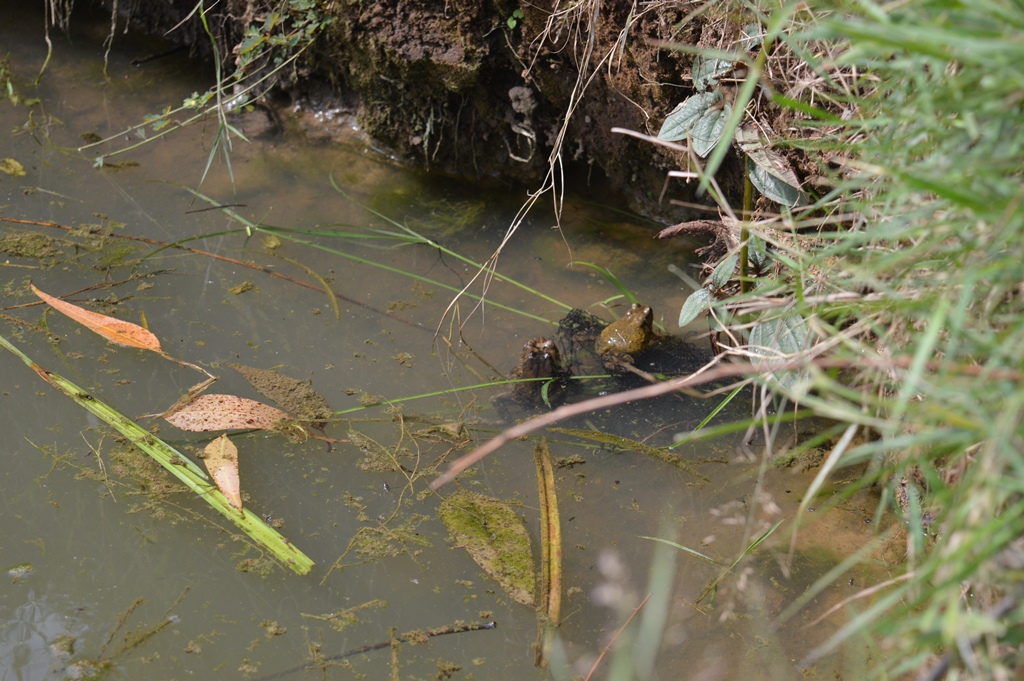 Some wells harbour live frogs
