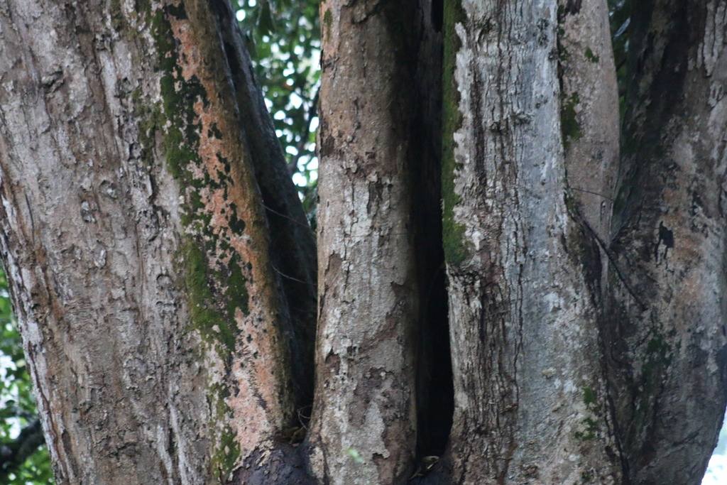Trees
