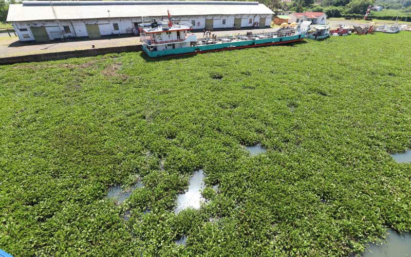 Hyacinth spreading