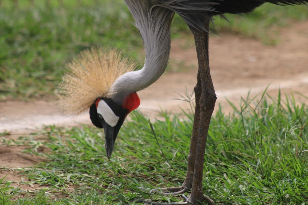 Crested Crane by Fredrick Mugira