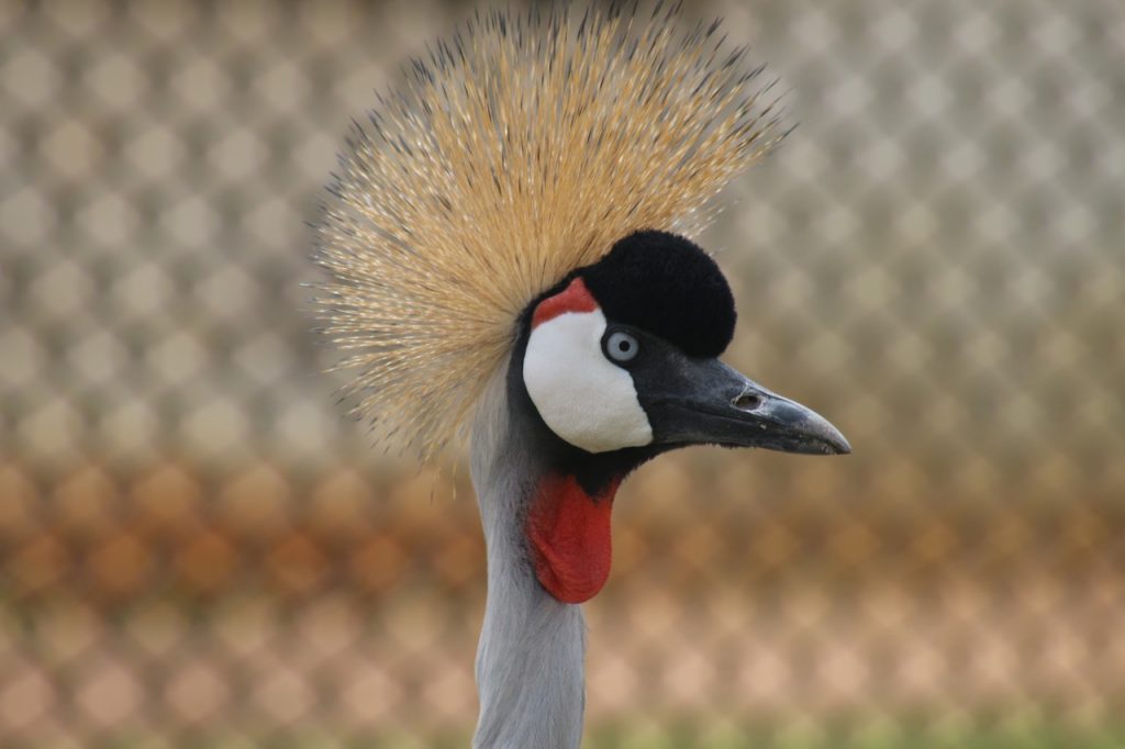 Crested Crane in Uganda by Fredrick Mugira