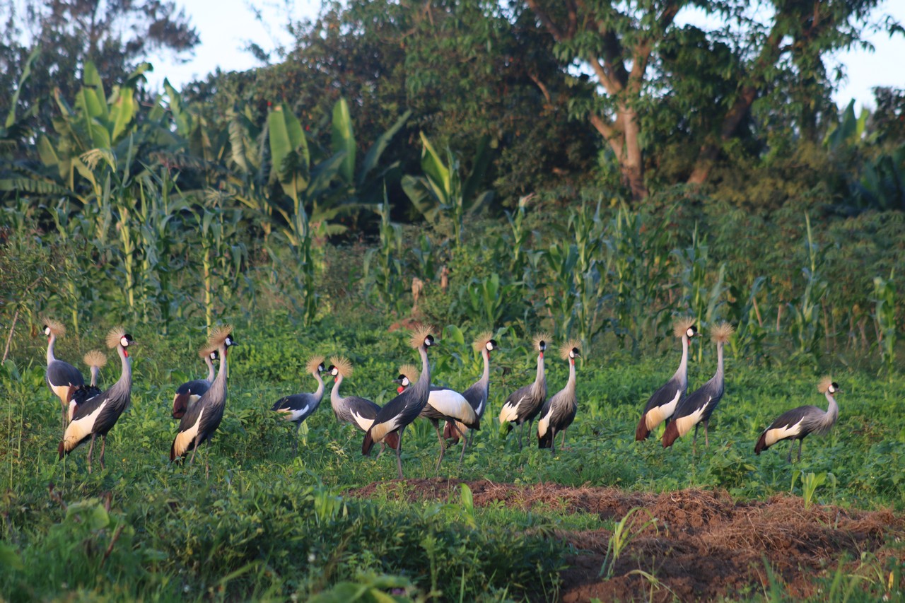 Crested cranes in a garden in Mbarara southwetren Uganda. BY Fredrick Mugira