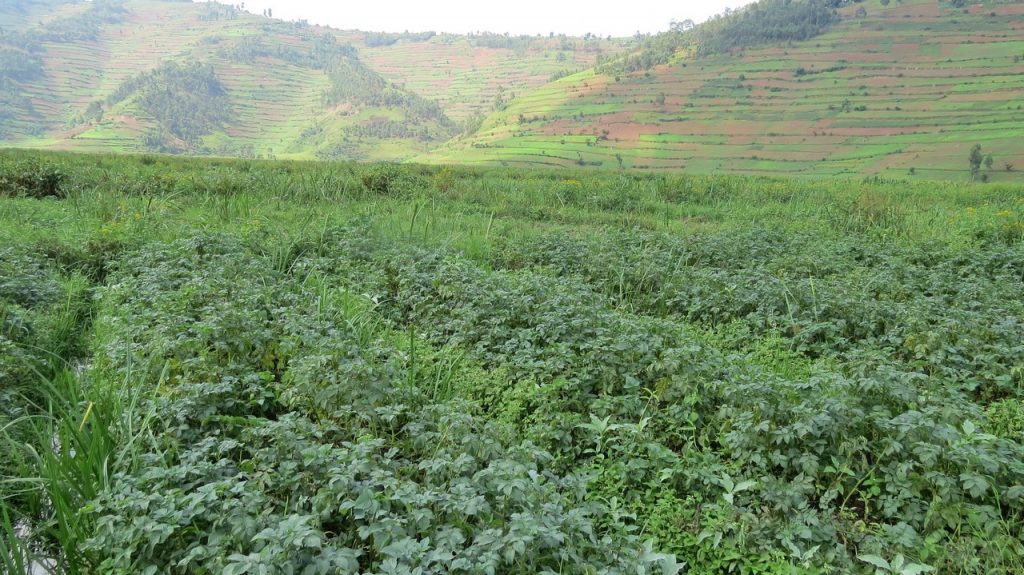 Irish potatoes in Mugandu Buramba wetland