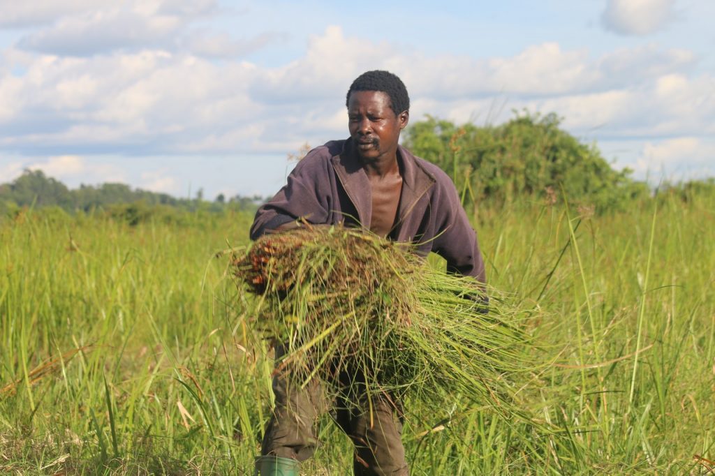 Namara Vincent who identifies himself as a grass cutter. By Fredrick Mugira