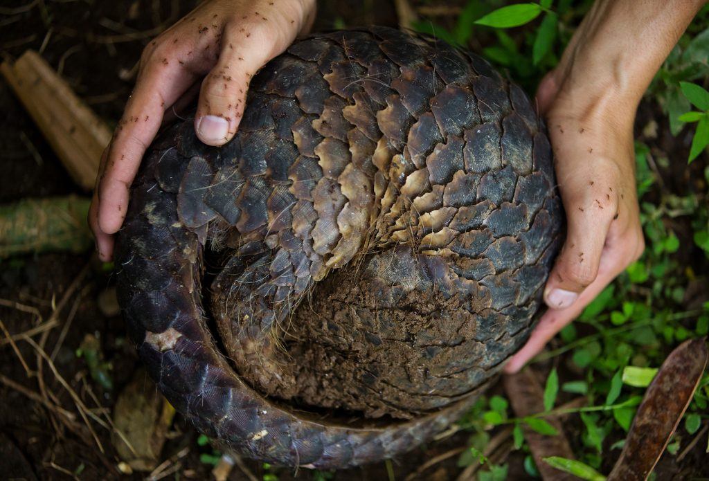 pangolin roll