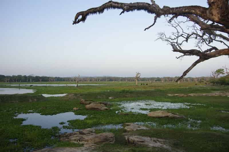 Yala Swamp 1