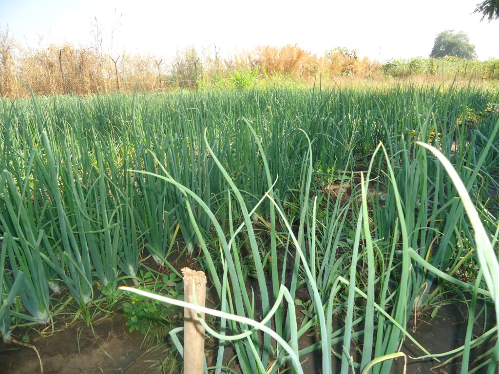 Onions 1