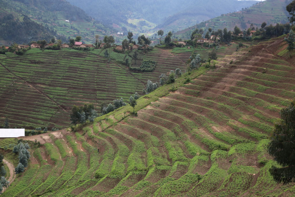 nyabarongo8