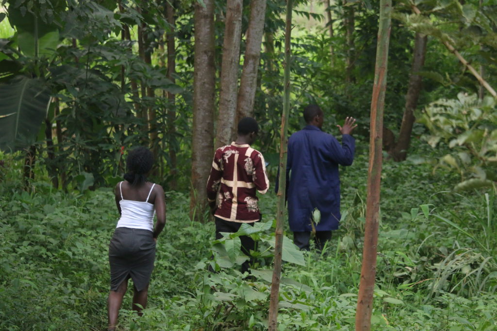 A long walk through the man made forests the group has establsihed to help in climate change fight