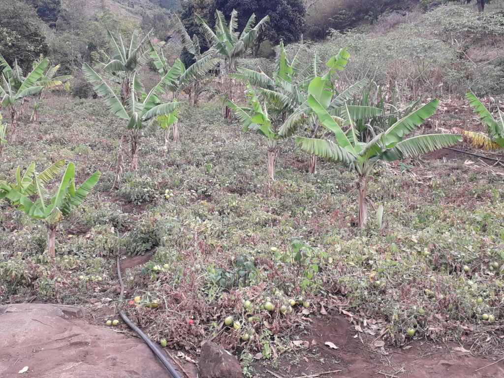 Tomato farm