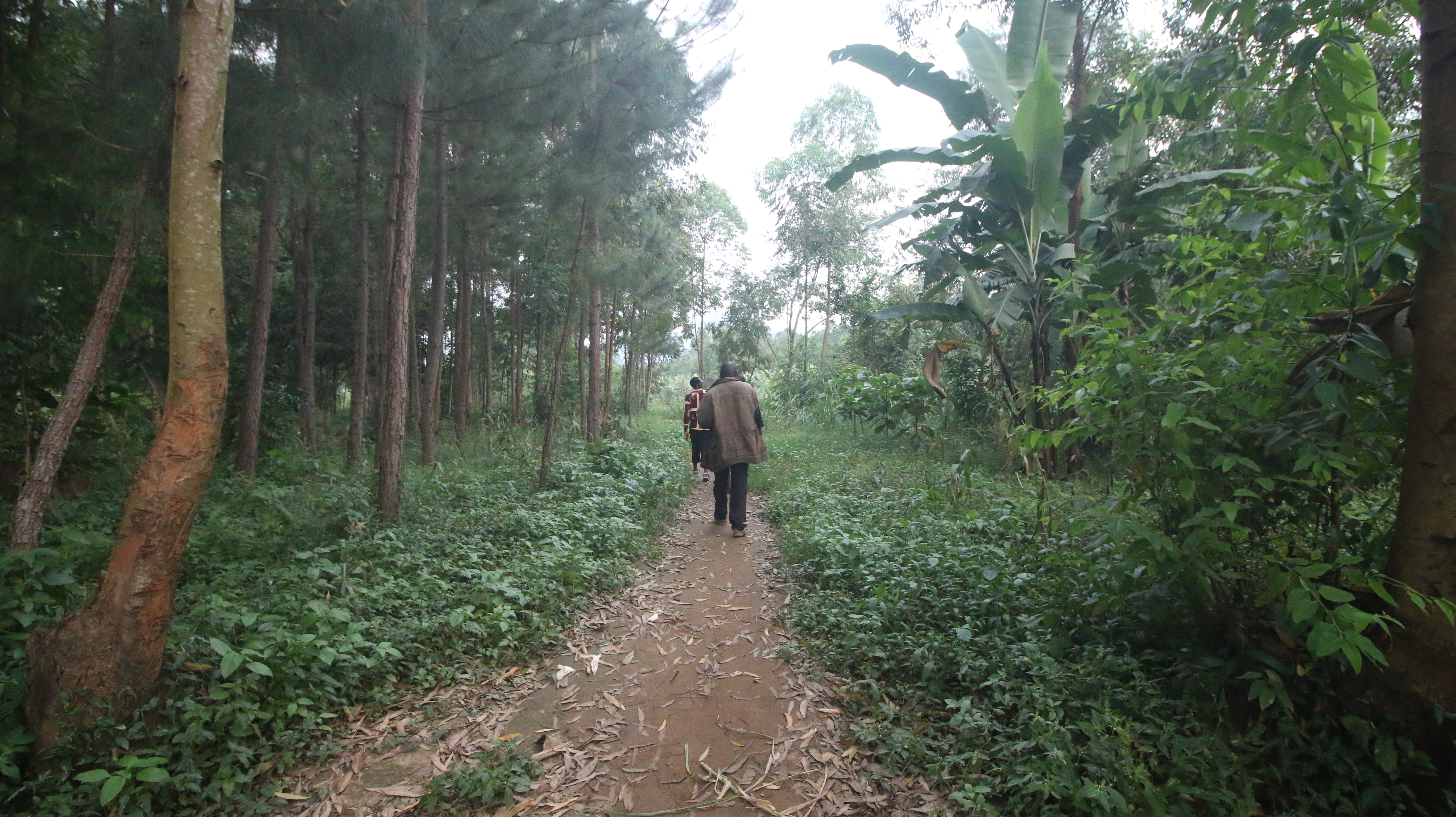 Trees planted by the team within the Bubulo Town Council Copy