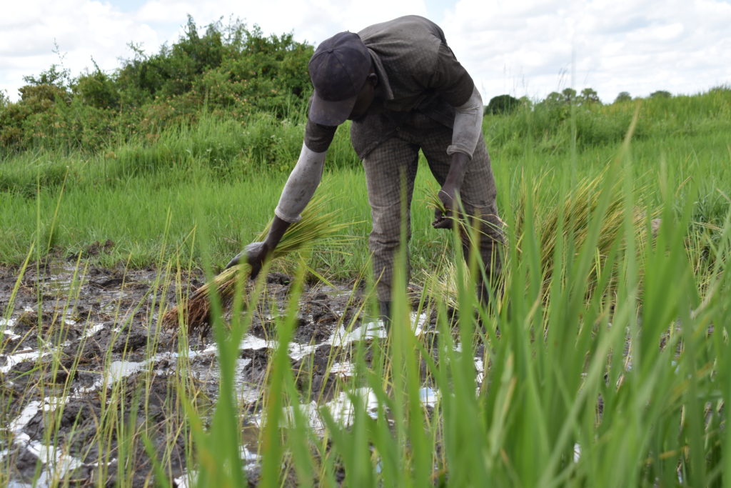 1 Ekoyu in his rice field