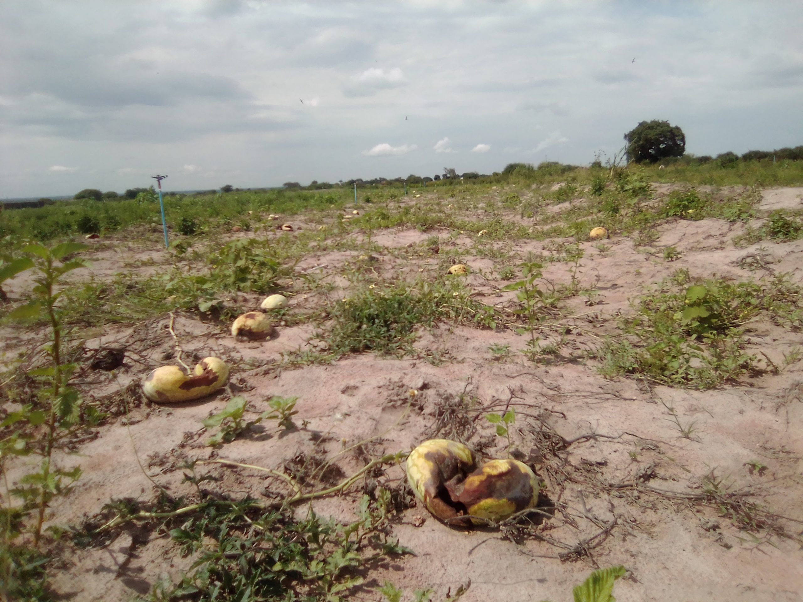 A photo of a garden of watermellons burnt by sunshine scaled