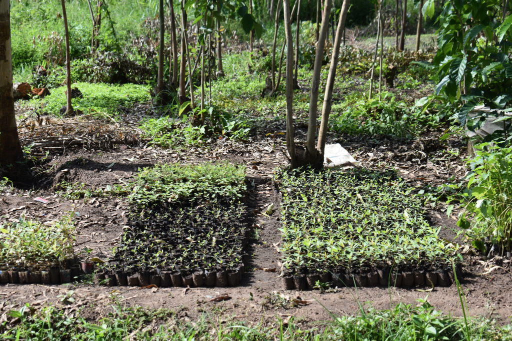 A tree seed bed for Ngora high school which was set by TAH