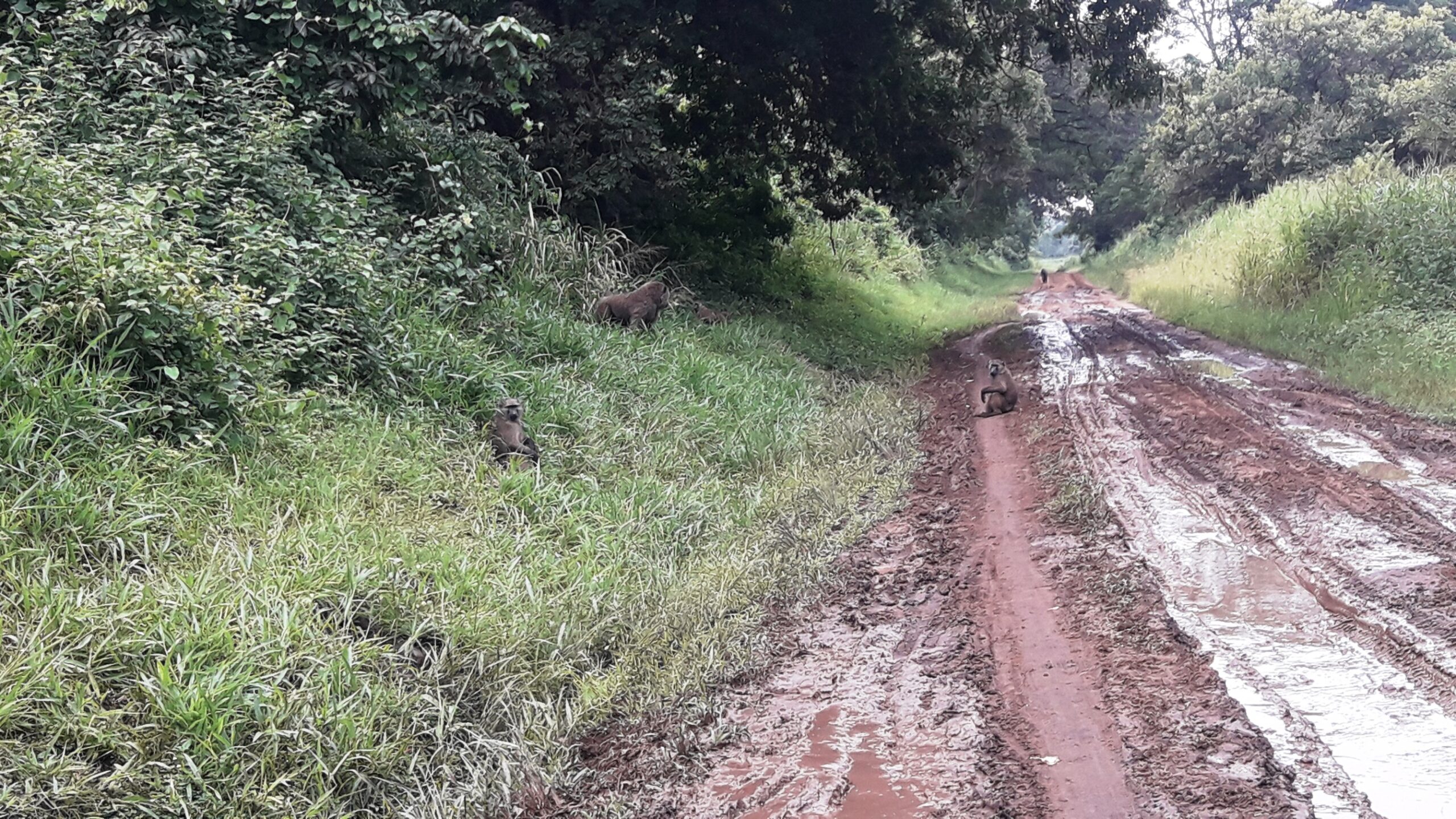 Baboons in Ajai Wildlife Reserve, Uganda