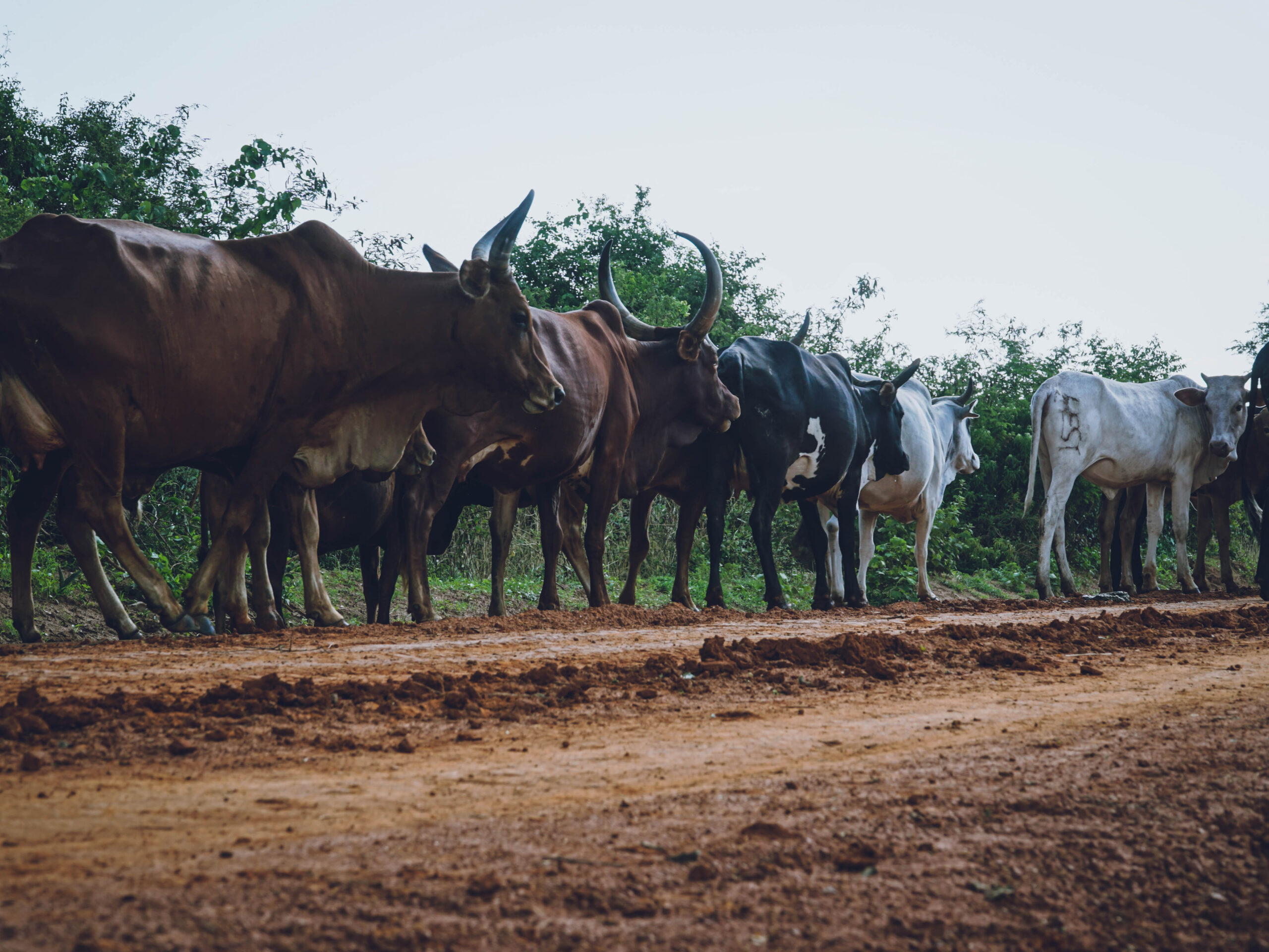 Cattle are a source of livelihood for residents in Buliisa District near Lake Albert Megan S Lee InfoNile