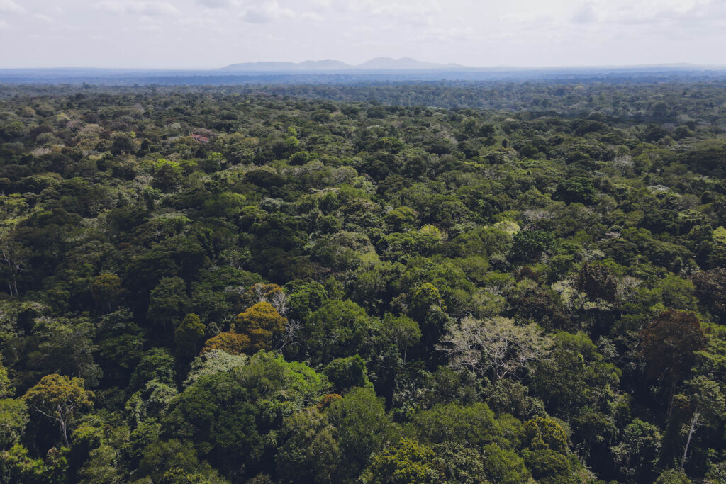 Narrow escape for reporters in Bugoma forest