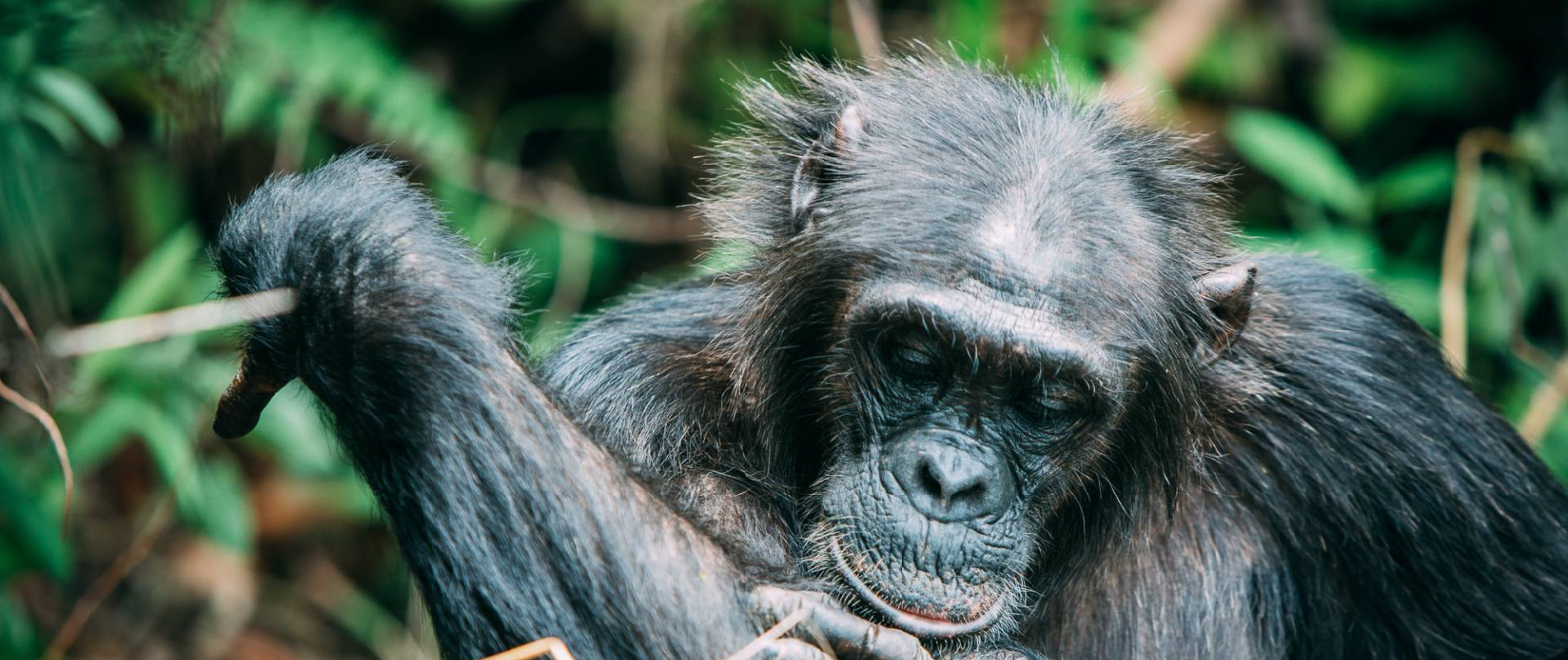 Chimpanzee Natural High Safaris
