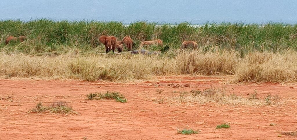 Copy of Elephants and Hippos Lake Jipe National Park Taveta