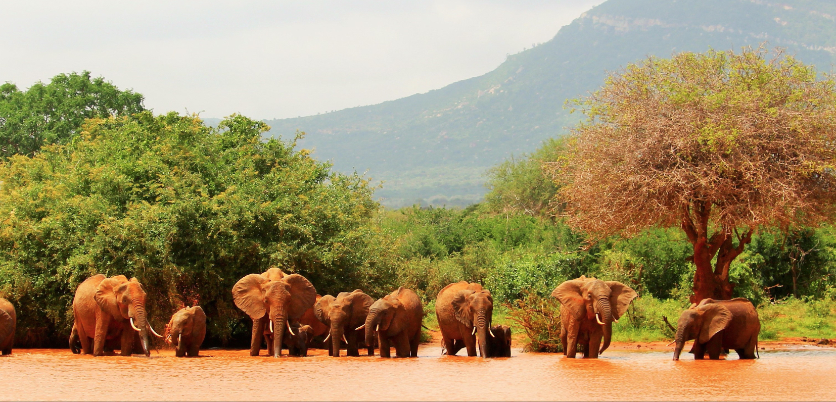 Copy of Elephants at Waterhole by Louie Phipps 1