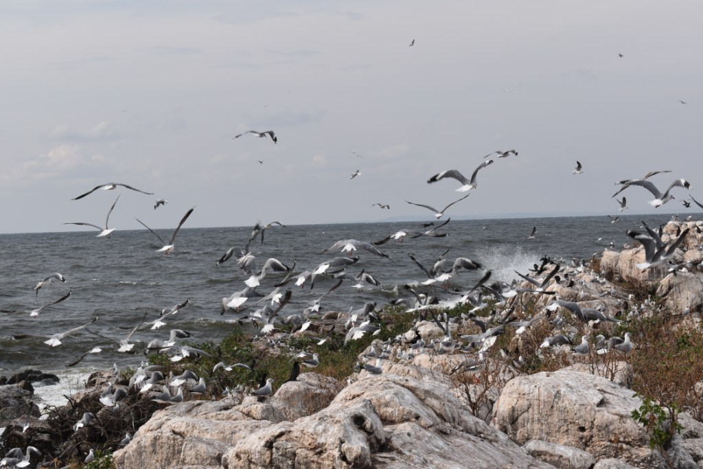 Grey headed gulls flying