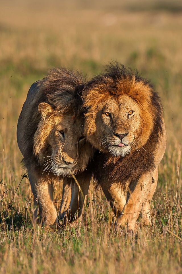 Image by Kenya Wildlife Conservancies Association