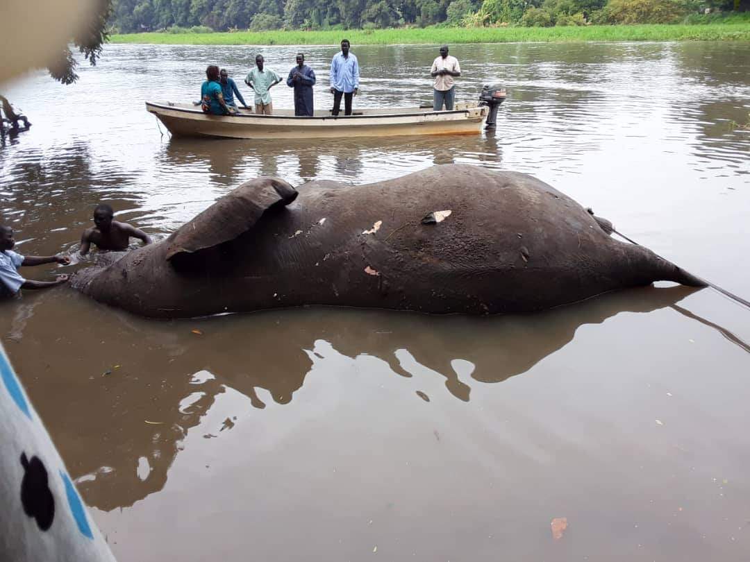 A dead elephant