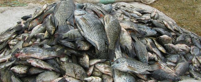 Nyumbacommercialcatch 650