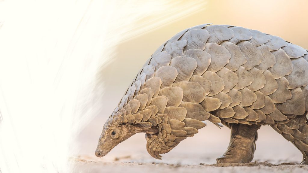 pangolin 1