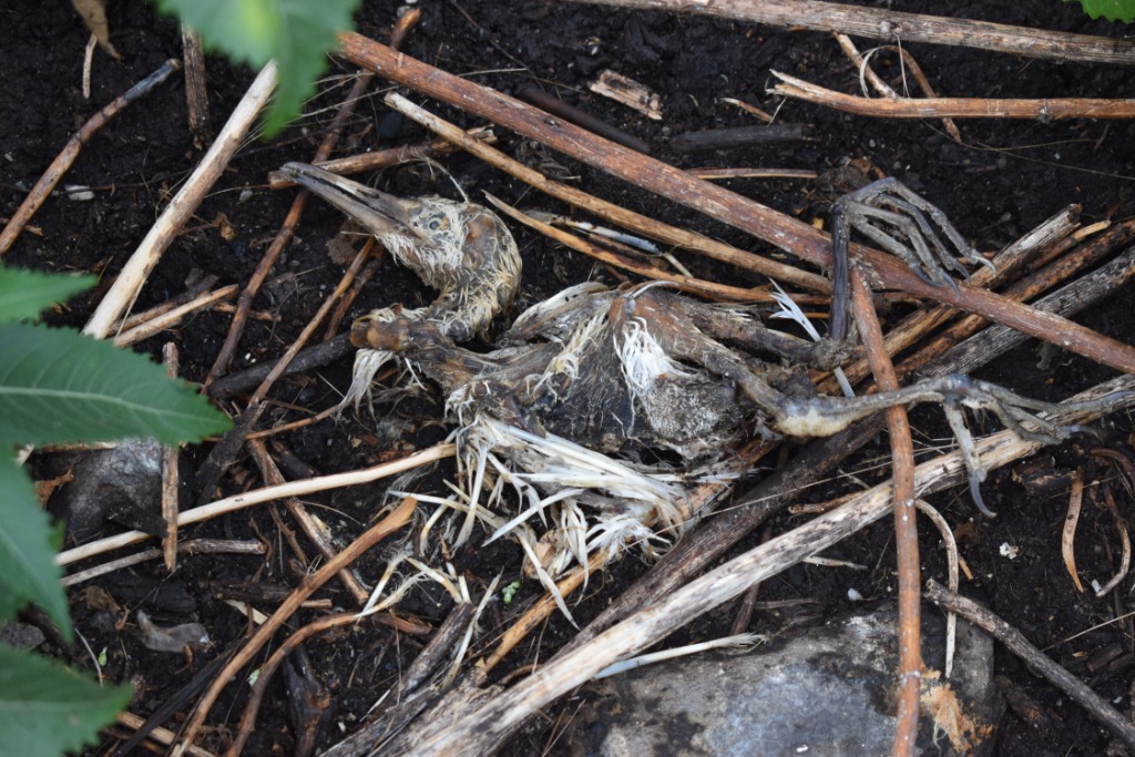 Bird carcass after the floods at Musambwa Island, Uganda Credit: Davis Buyondo