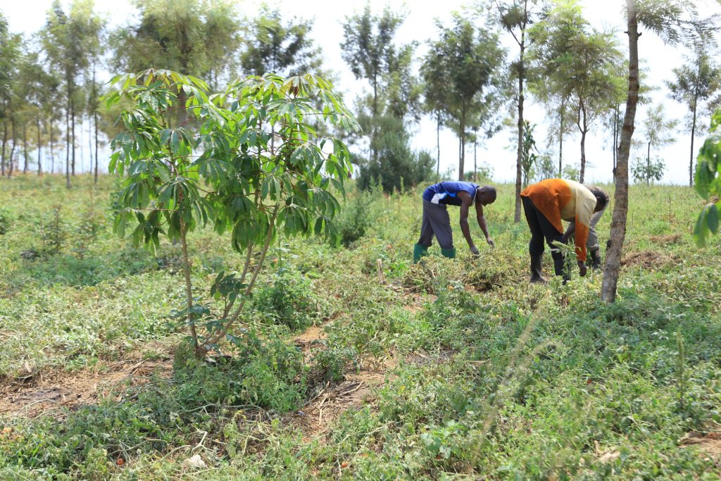 Joshua Nzaaho Owimana with coleagues pick ripe tomatoes from their garden scaled 1