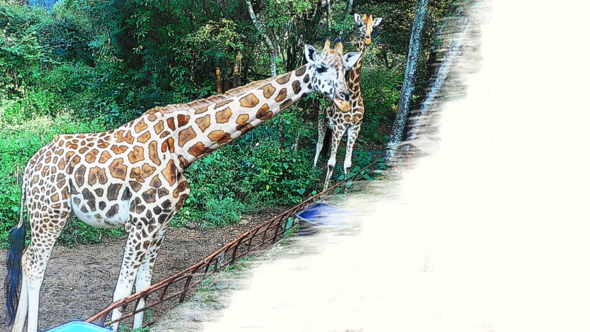 giraffe
