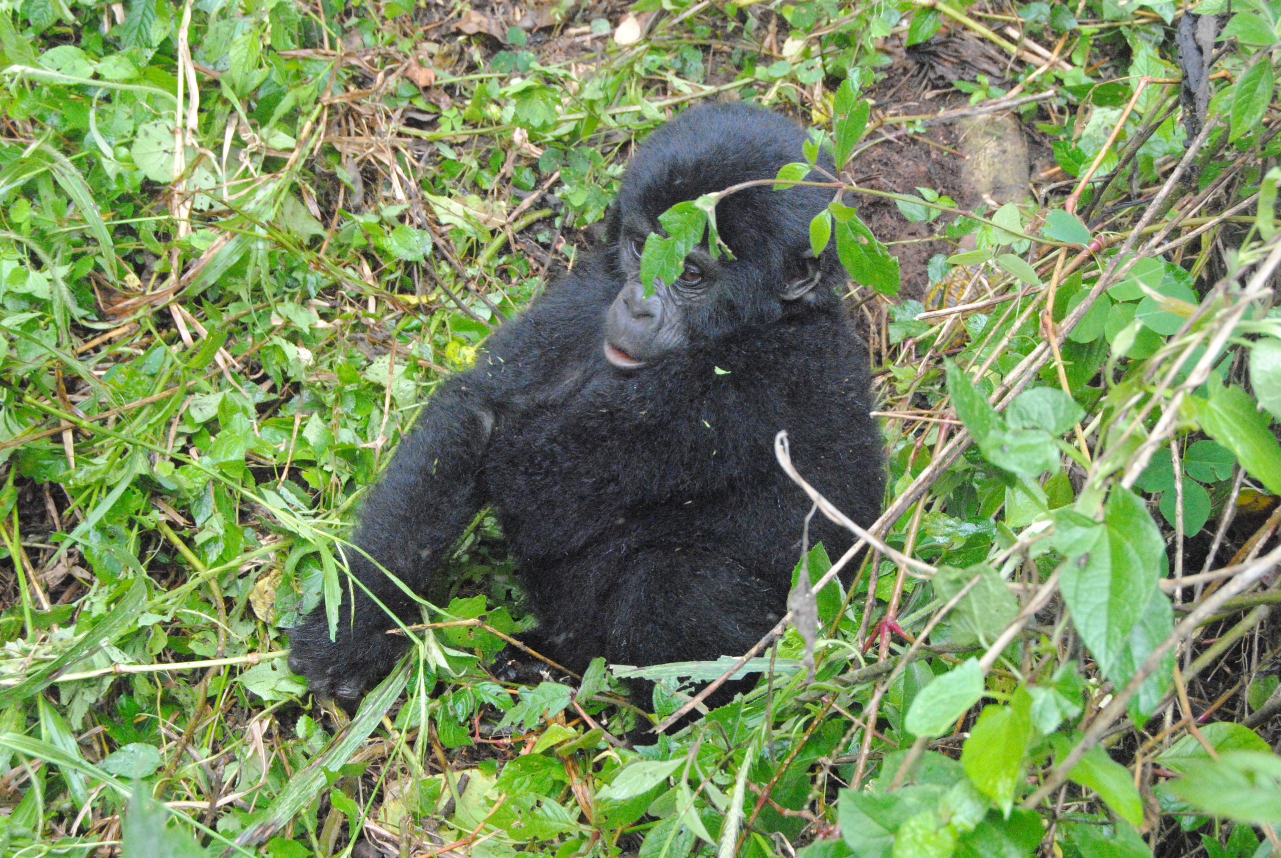 A baby mountain Gorilla in Bwindi Impenetrable National Park in Uganda. Photo by Fredrick Mugira