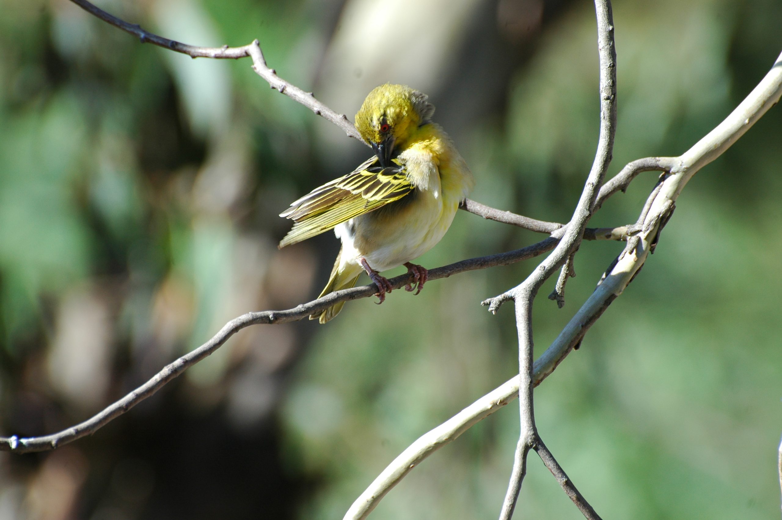 A bird in Lake Mburo National park in Uganda. Photo by Water Journalists Africa
