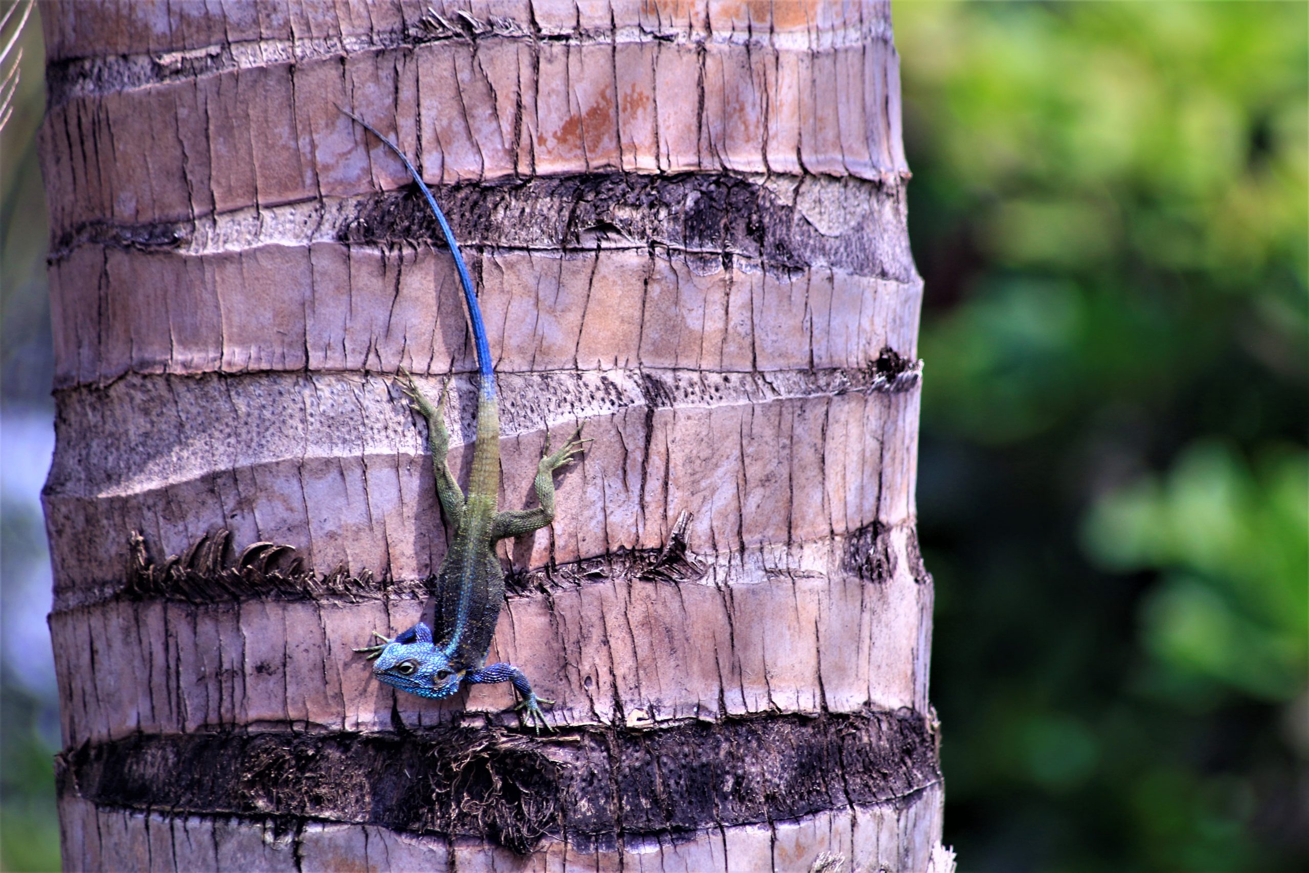 National parks are a home to several rare species such as this lizard taken in Queen Elizabeth National Park in Uganda. Photo by Fredrick Mugira