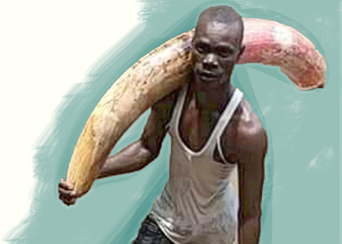 ivory 2