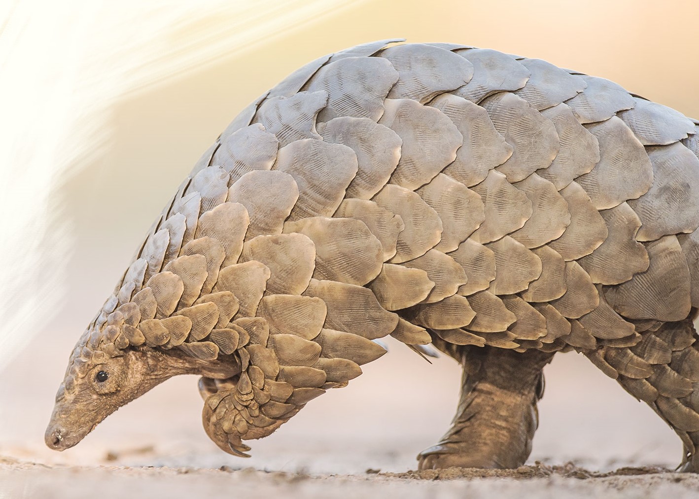 pangolin 2