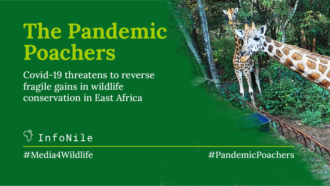 Pandemic Poacher full image