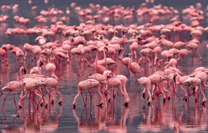Flamingos in Lake Nakuru National Park 700x450 1