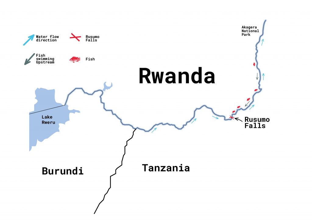 RWANDA FISH STORY 01