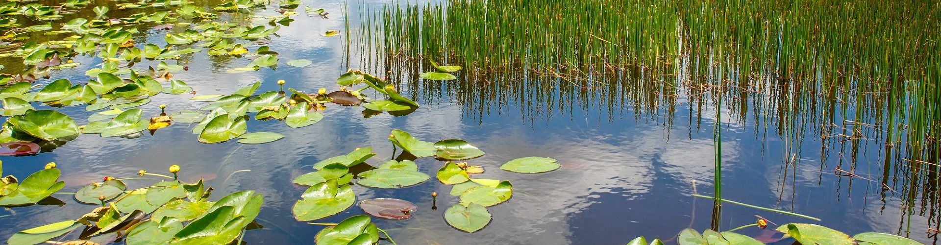 Wetlands 1920x500 1