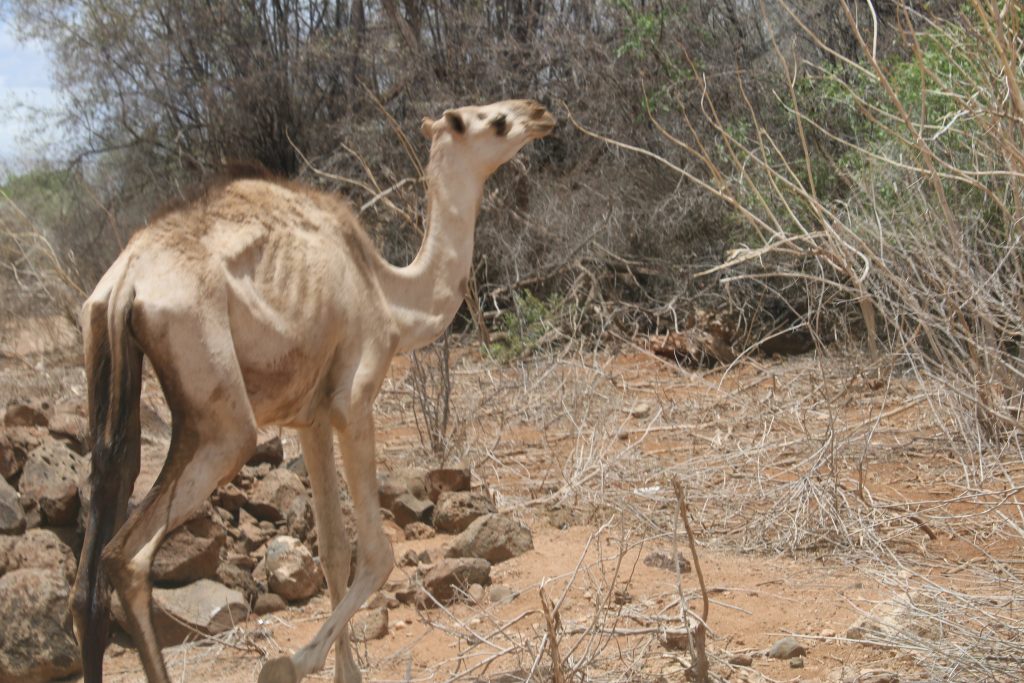 Camel 2 1