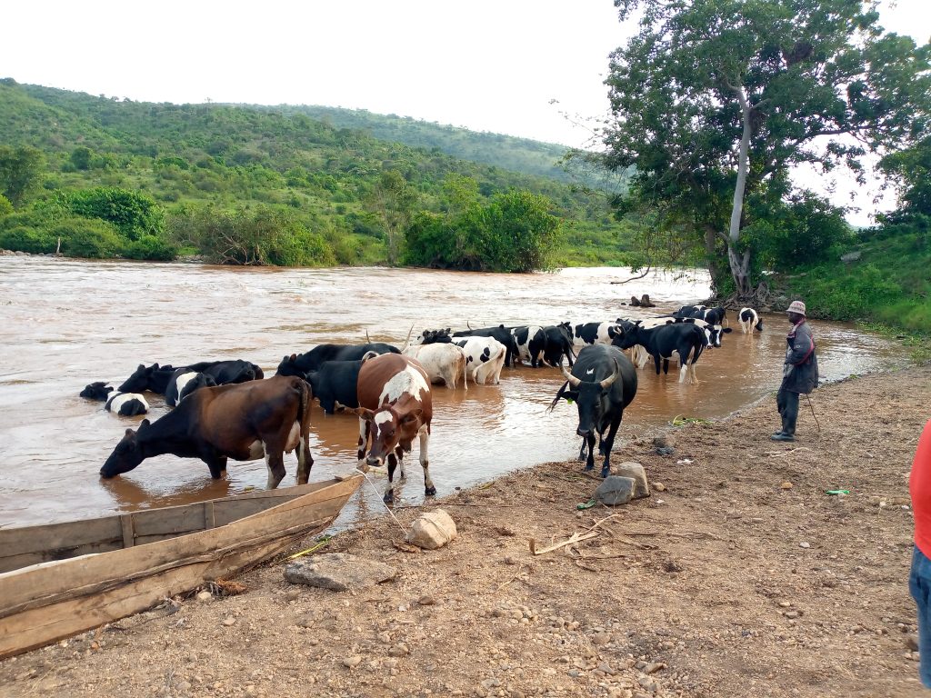 Cows drinking fron Kagera river