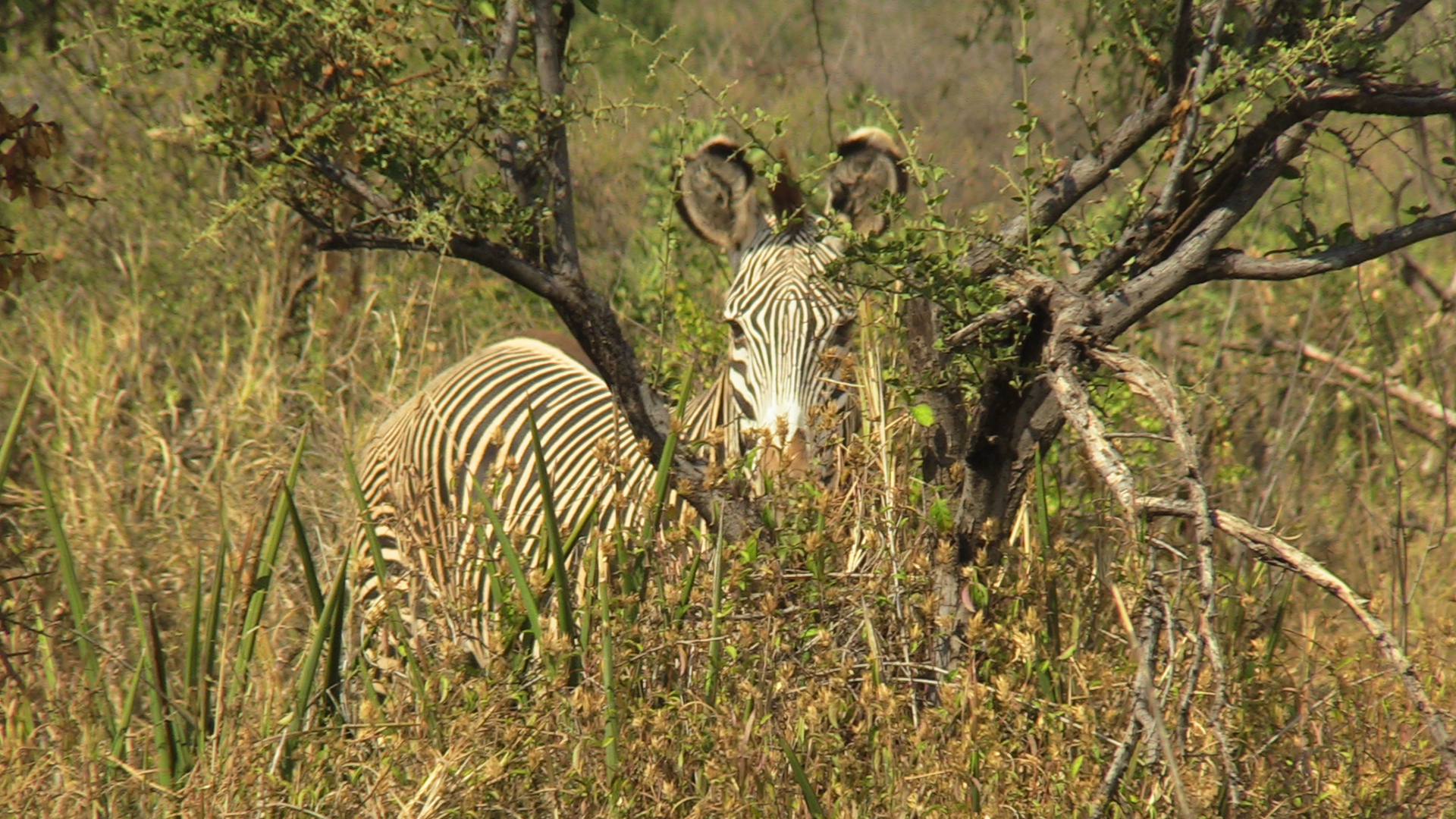 Grevy zebra