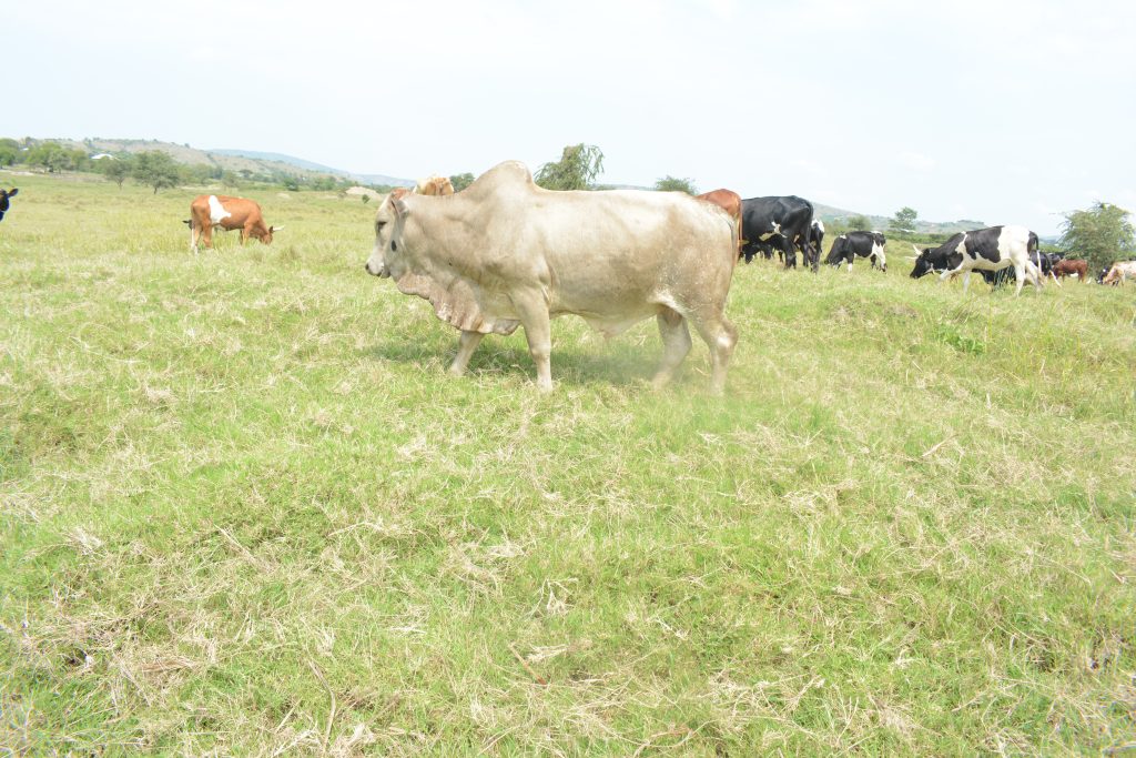 One of the bulls on Mbagaya s farm