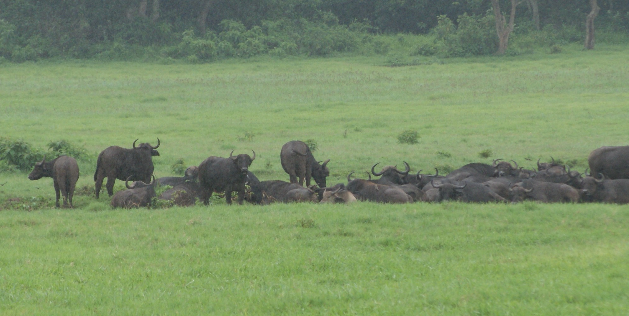 A heard of buffaloes in Queen Elizabeth National Park. These are commonly poached for meat. 1 1