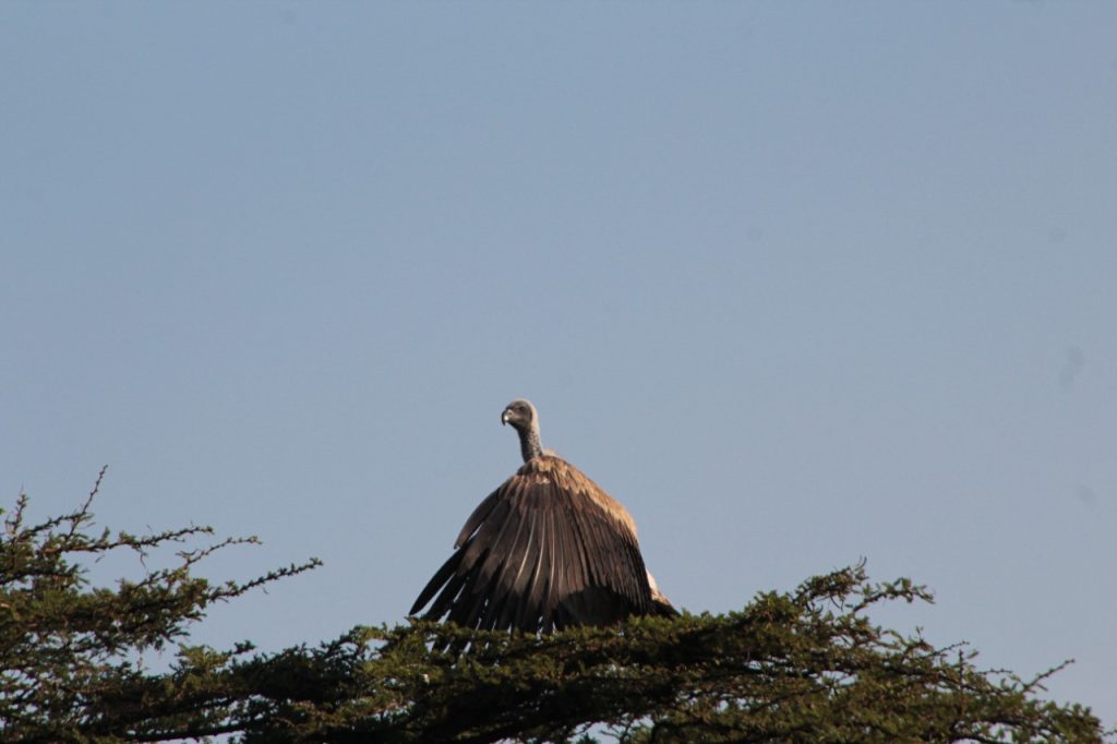 A vulture enjoying a sunrise view in Amboseli National Park 1